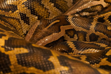 Peyton sanke texture skin close up 