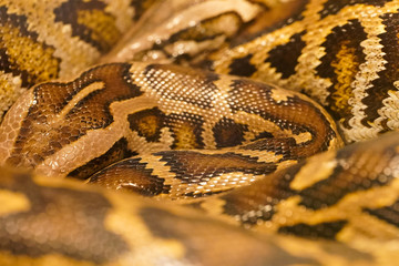 snake on black background