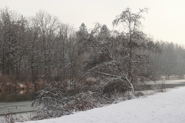 Flussufer mit Baum im Winter, Schnee