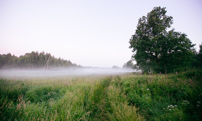Obraz premium Beautiful thick fog sunrise Autumn Fall landscape over fields with treetops visible through fog
