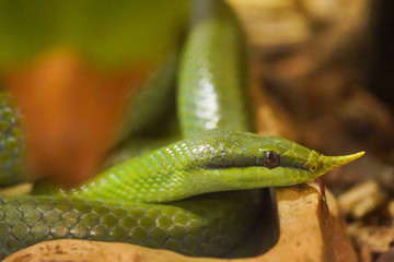 green tree snake