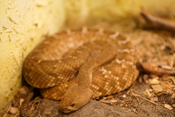 Close up of grym snake on rock 