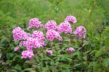 Obraz premium Blumen rose