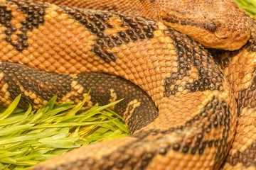 closeup of snake