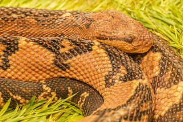 closeup of snake