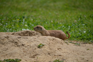 Erdmännchen