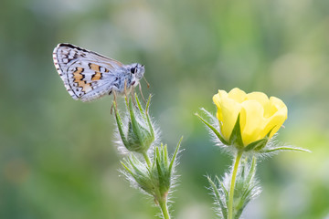 Hesperiidae / Sarı Bantlı Zıpzıp / / Pyrgus sidae