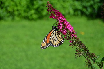 A colorful butterfly on a flower