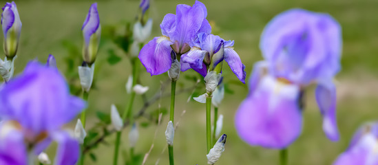 Fototapeta na wymiar Beautiful flowers iris in summertime. Blossoming violet iris. Nature wallpaper backdrop. Image is of soft focus.