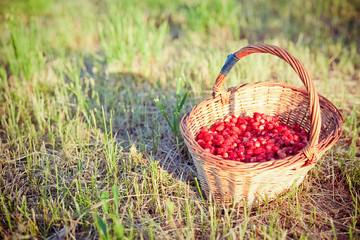 Basket of fresh strawberries