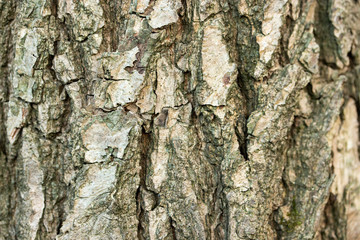 Bark of a gray-green tree with deep furrows, texture, close-up