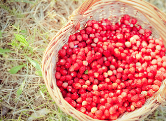 Basket of fresh strawberries