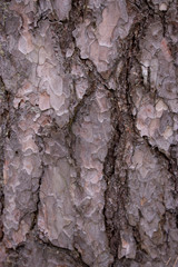 The bark of a brown lilac tree with deep furrows, the texture of a living tree, close-up