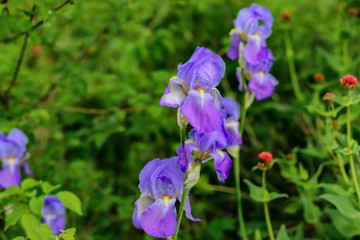 Iris with soft light. Violet iris and pink flowers with soft focus on a spring meadow. Nature wallpaper blurry backdrop. Floral poster. Copy space.