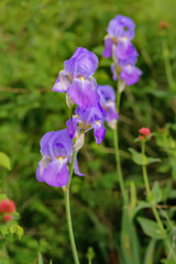 Iris with soft light. Violet iris and pink flowers with soft focus on a spring meadow. Nature wallpaper blurry backdrop. Floral poster. Copy space.