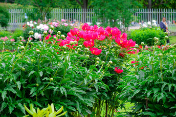 Blooming peonies in summer park. Colorful floral composition, gentle background. Walking people in the garden. Beautifil photo for poster, print, design, nature calendar, web. Delicate garden design