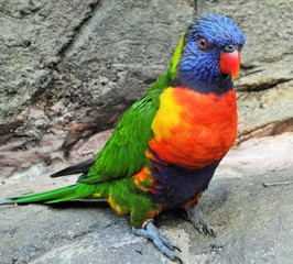 Bright multicolor parrot closeup portrait view