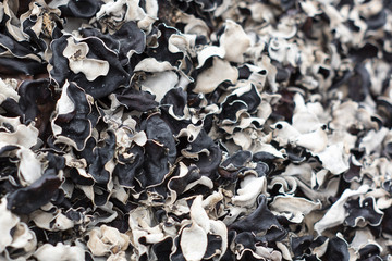 mushrooms drying in the sun