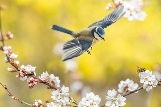 Der Singvogel Blaumeise und das Insekt Wollschweber an einer blühenden Blutpflaume zeigen, dass endlich Frühling ist