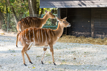 Nyala Antelope - Tragelaphus angasii. Wild life animal.