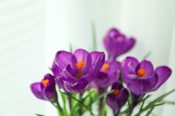 Beautiful spring crocus against light background, space for text