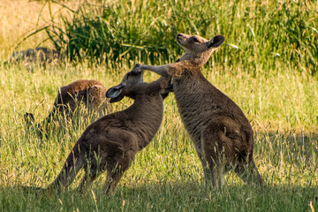 Boxing kangaroos. Two kangaroos fighting in a grassy field, with another kangaroo in the...