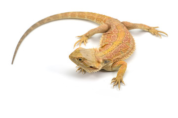 Lizard Bearded Dragon isolated on white background