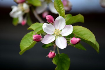 Apple Blossom Bloom Tree White Pink Spring Gardening Garden Planting  Stock Photo
