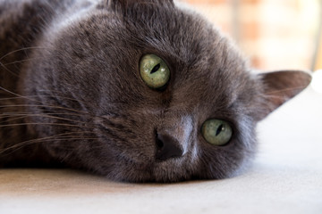 Portrait of cat - closeup of face