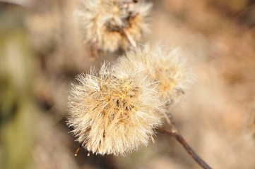 タイアザミの綿毛