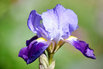 Iris Violet Flowers Home Garden Stock Photo Detail Closeup