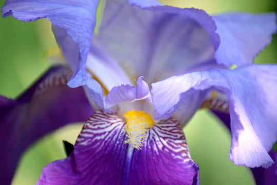 Iris Violet Flowers Home Garden Stock Photo Detail Closeup