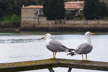 Dos gaviotas