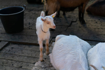 Swiss white baby goat from Cavigliano