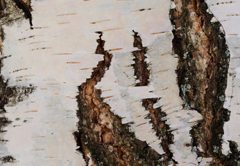 birch bark close up