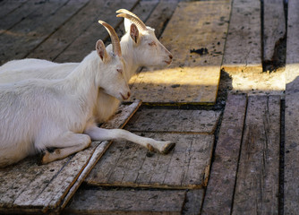 Two white swiss goats from Cavigliano laying together