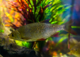 common rudd, silver shiny fish, a widely spread fish in the seas of Eurasia