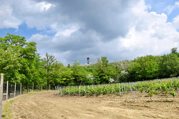 Fototapeta premium Grapevine in a Row Field Stock Photo