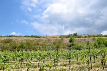 Grapevine in a Row Field Stock Photo