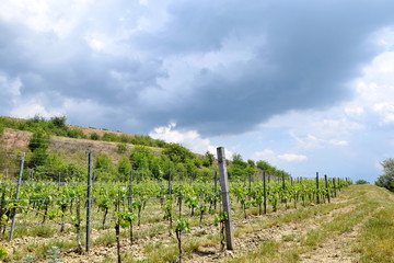 Obraz premium Grapevine in a Row Field Stock Photo