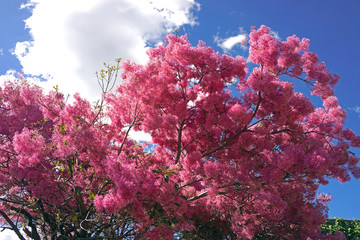 flowers in spring, tree called Arupo. 2018