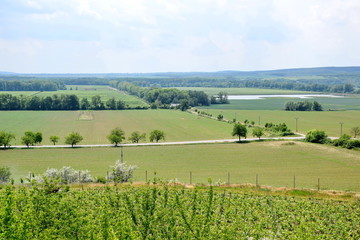 Grapevine Nature Landscape Agriculture Stock Photo