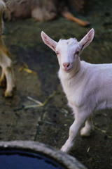Swiss white baby goat from Cavigliano village