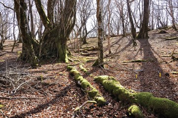 石棚山の古木