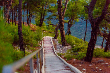 A narrow Staircase among pine trees leading down to the sea