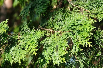 ヒノキの針葉
