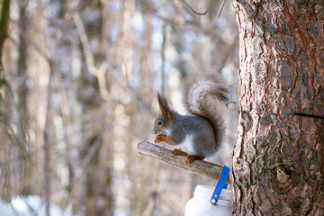 Hungry and funny one wild squirrel sitting on a tree in the spring forest