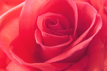 Single red rose as a texture (closeup, background)