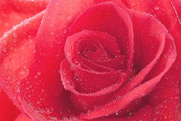 Single red rose with a raindrops as a texture (closeup, background)