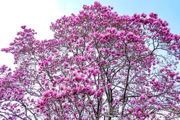 サラサモクレン　更紗木蓮